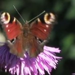 Michael Franks-Now That Summer's Here