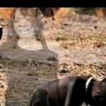 Nikki Lynette-Live and Let Die 